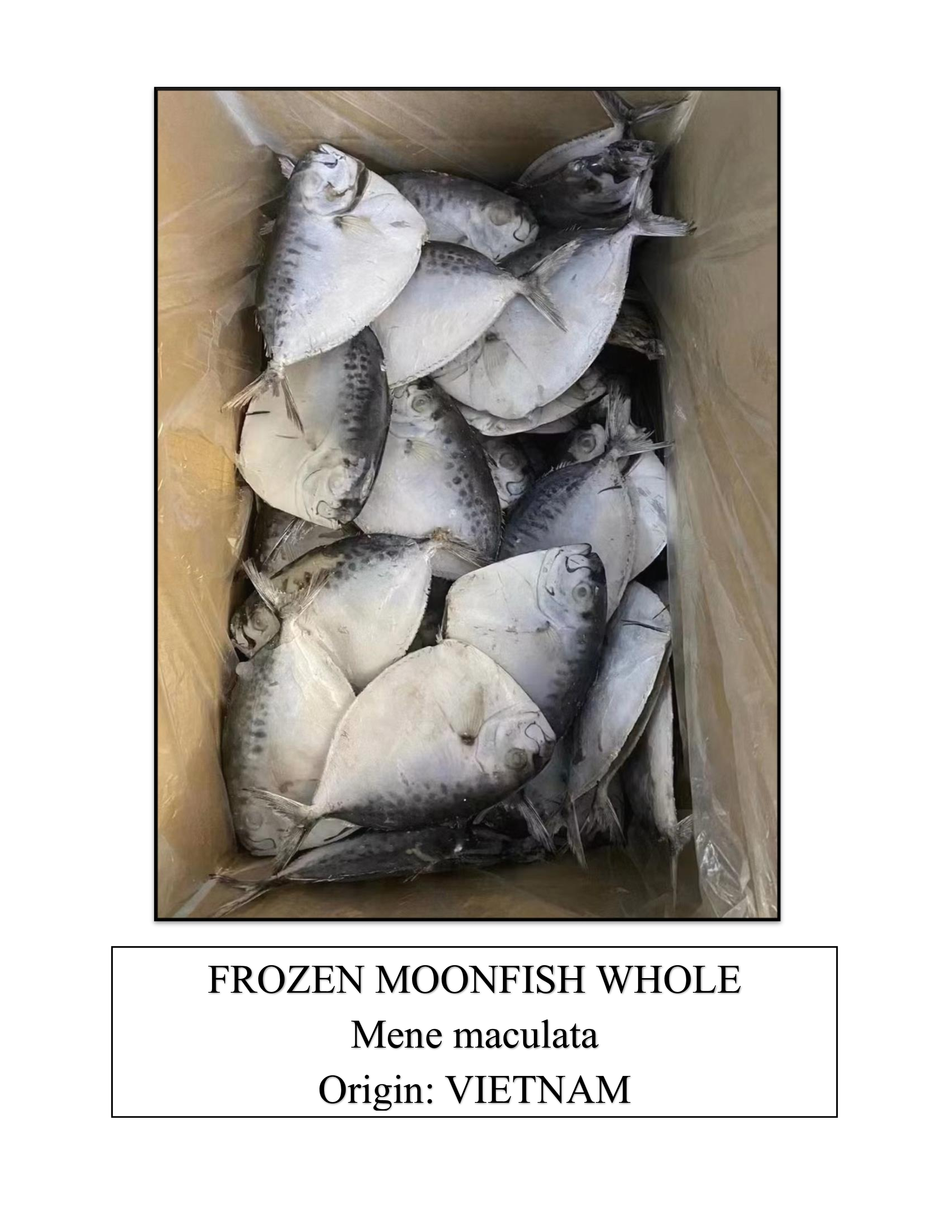 Frozen Moonfish Whole